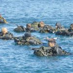 Laden with gear, Amphibious Scout Team 1 swims ashore during littoral exercises off Metchosin.