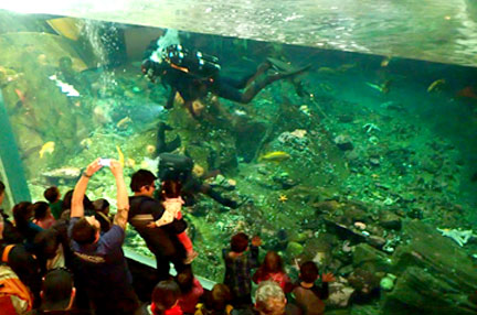 divers pacific observation creatures become po1 burrell pease dive ls aquarium giles pavillion fdu vancouver ryan bottom canada