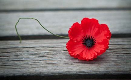 Veterans Week – military speakers needed