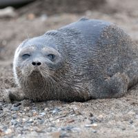 Face to face with wildlife in the Canadian Arctic