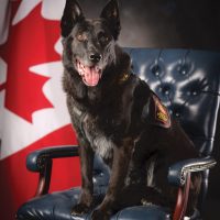 Remembering Vimy, the last military police working dog