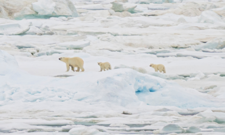 From the Chaplain’s Desk: What a Polar Bear Teaches Us About Resilience